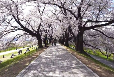 Cuộc sống tại Nhật Bản - Sakura